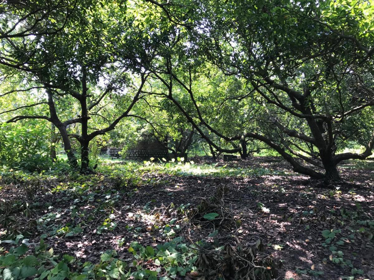 Zohra Baugh, A Green & Organic Farmhouse Stay With All Amenities Dahanu Buitenkant foto