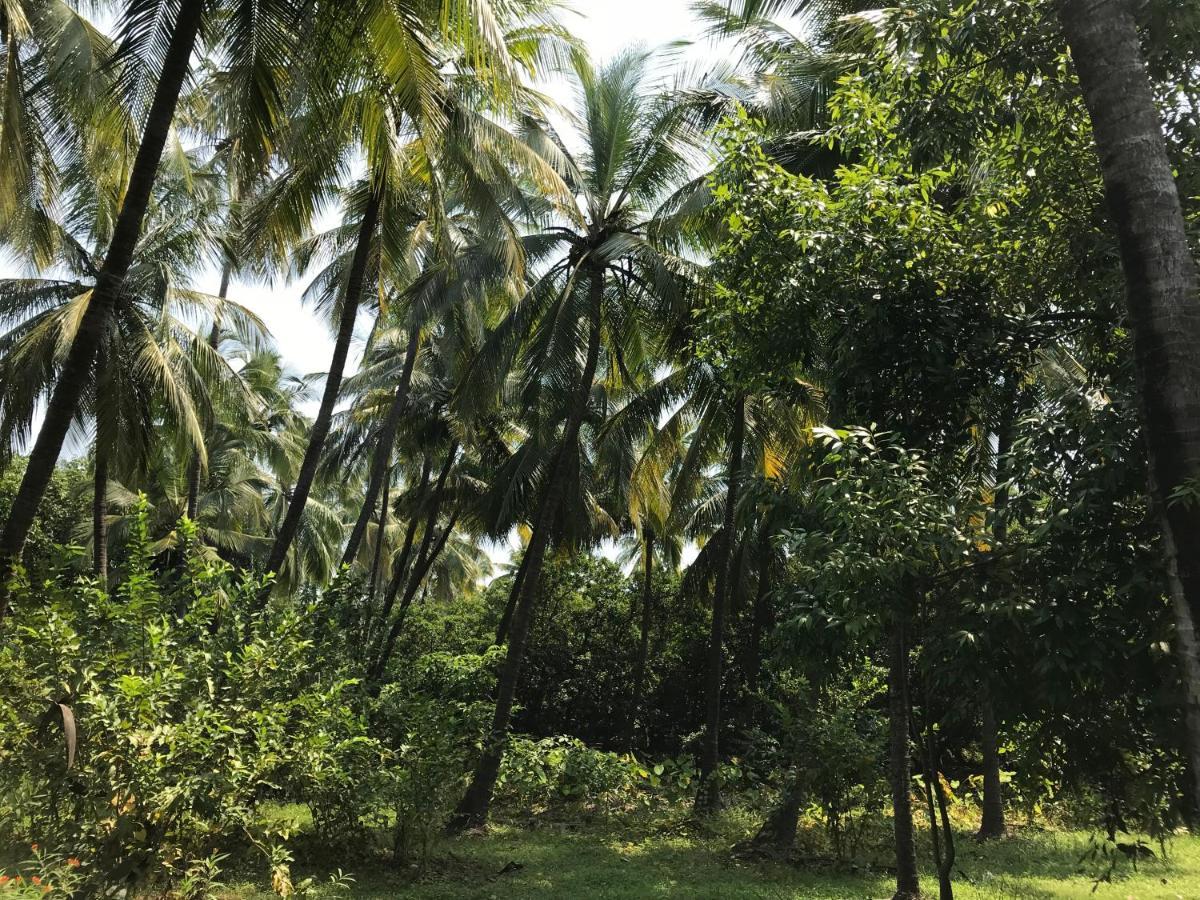 Zohra Baugh, A Green & Organic Farmhouse Stay With All Amenities Dahanu Buitenkant foto