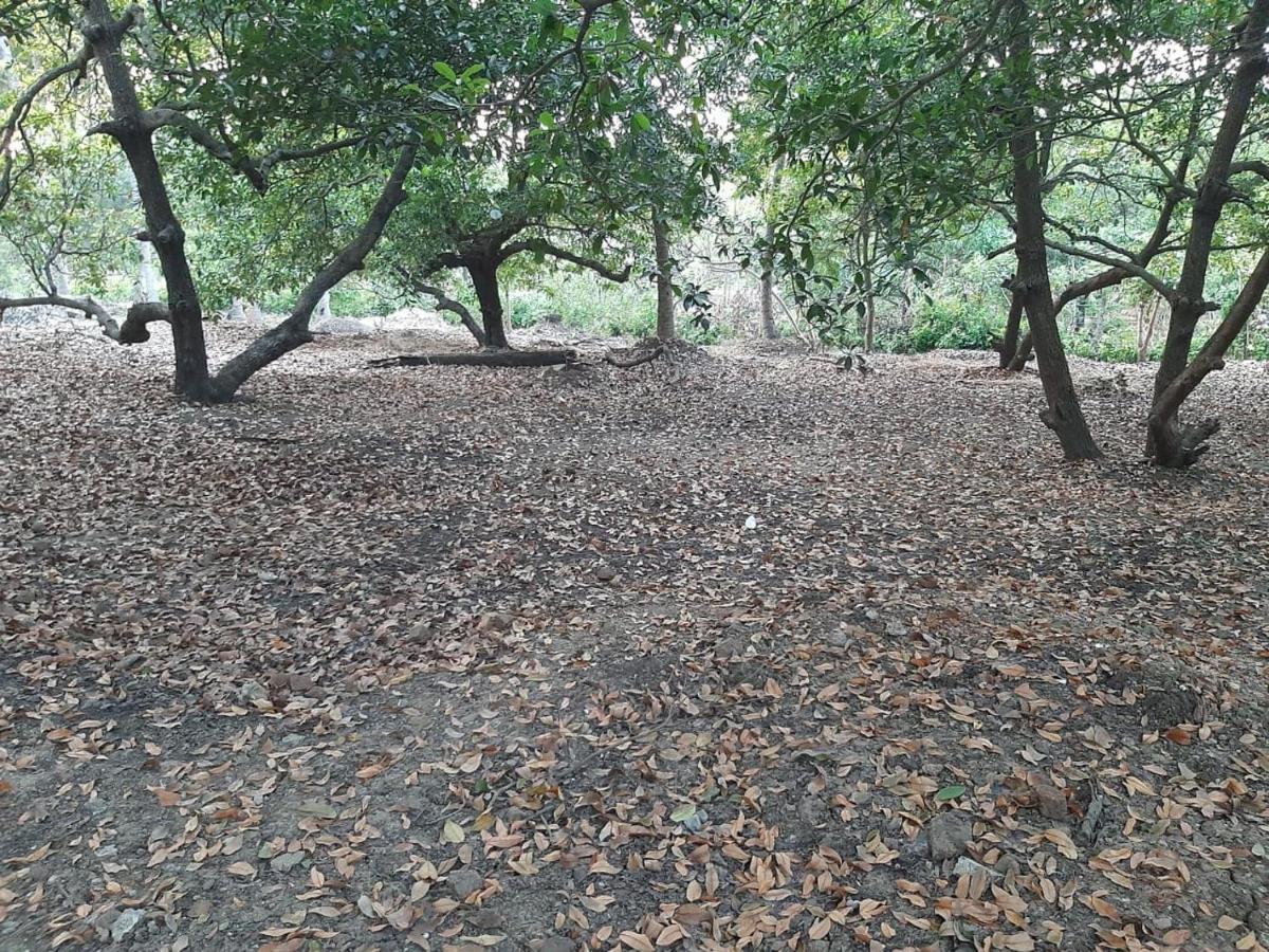 Zohra Baugh, A Green & Organic Farmhouse Stay With All Amenities Dahanu Buitenkant foto